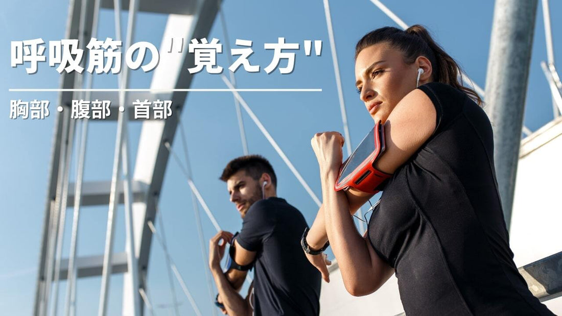 呼吸筋はどこにある? 体の中にある呼吸筋の覚え方を紹介