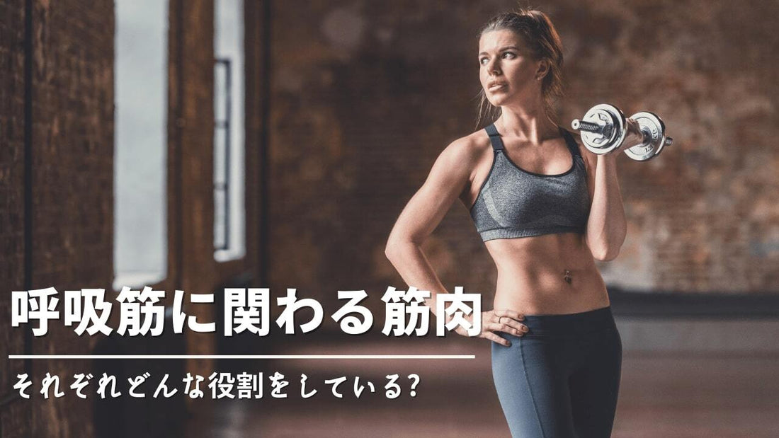 呼吸筋をよく知ろう！呼吸筋の各筋肉は、どんな役割をしている?